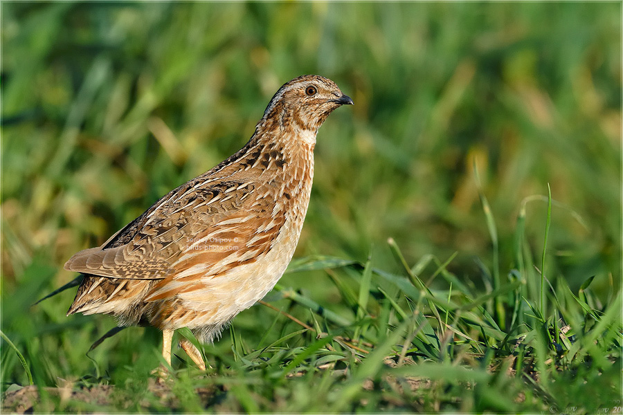 Мефодий Перепелятник